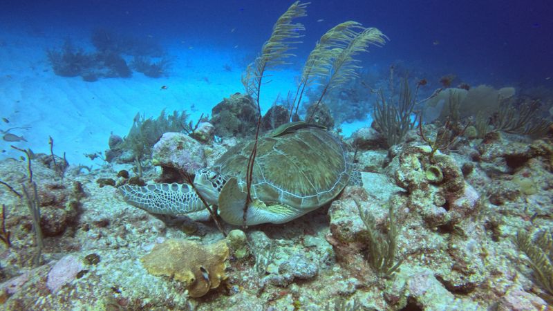 Scuba diver over a Caribbean coral reef