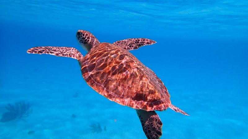 Hawksbill sea turtle swimming in Caribbean waters