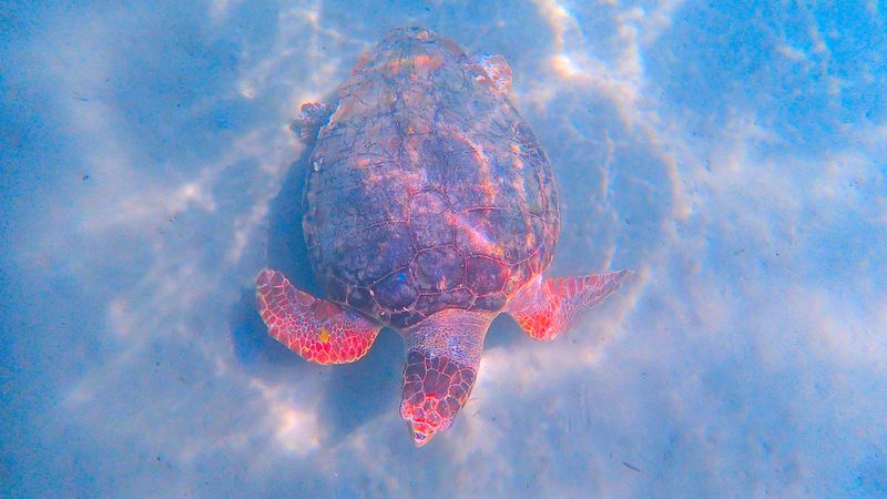 Sea turtle swimming in clear blue water