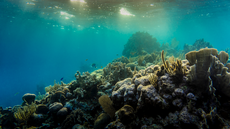 Colorful coral reef underwater in the Caribbean